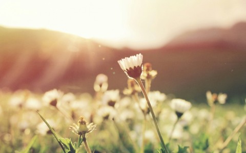 Extending Swagger and Springdoc OpenAPI